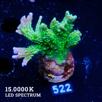 Montipora Hispida