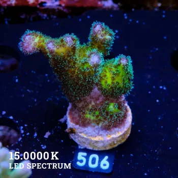 Poccilopora 'Bicolor'