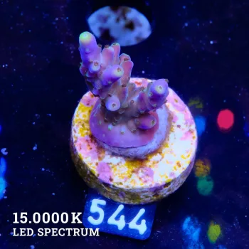TK Super Purple S
