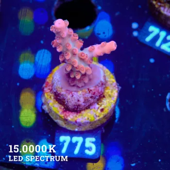 Acropora Sp.