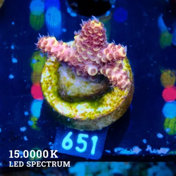 Acropora Millepora 'Orange'