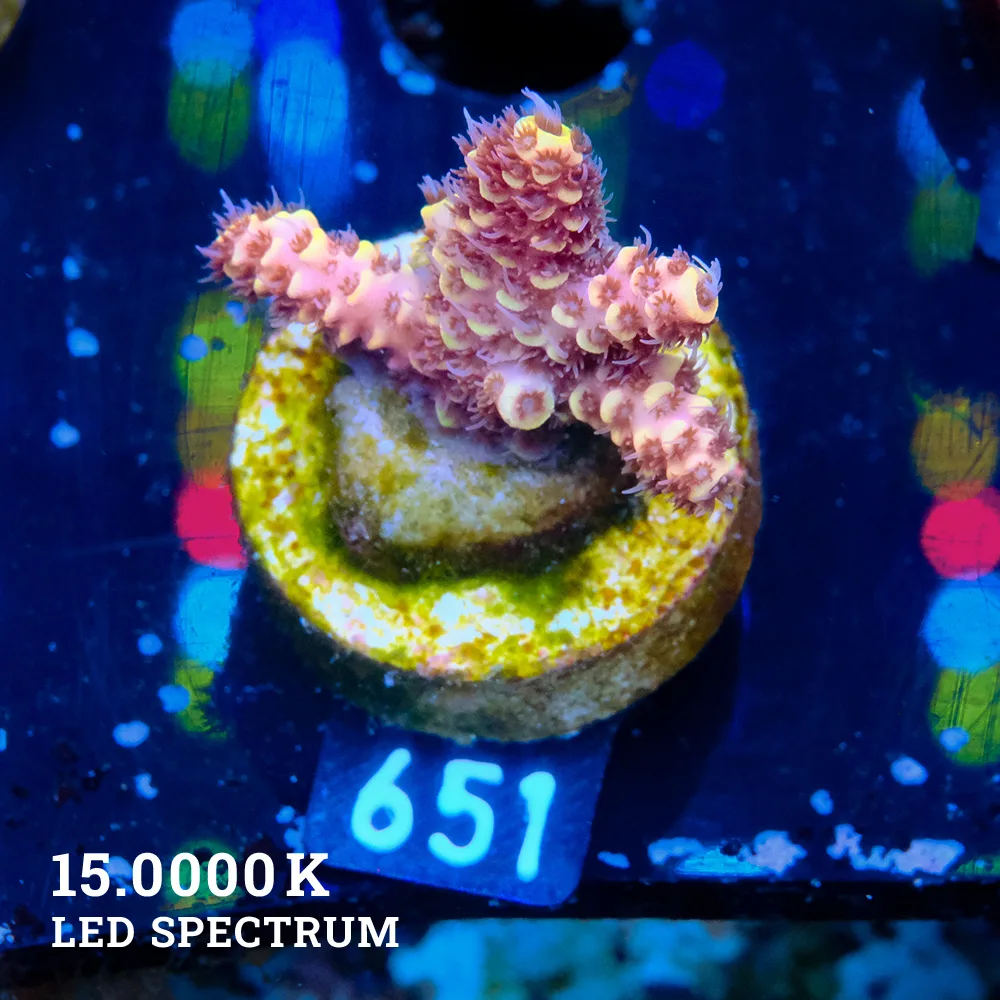 Acropora Millepora 'Orange'