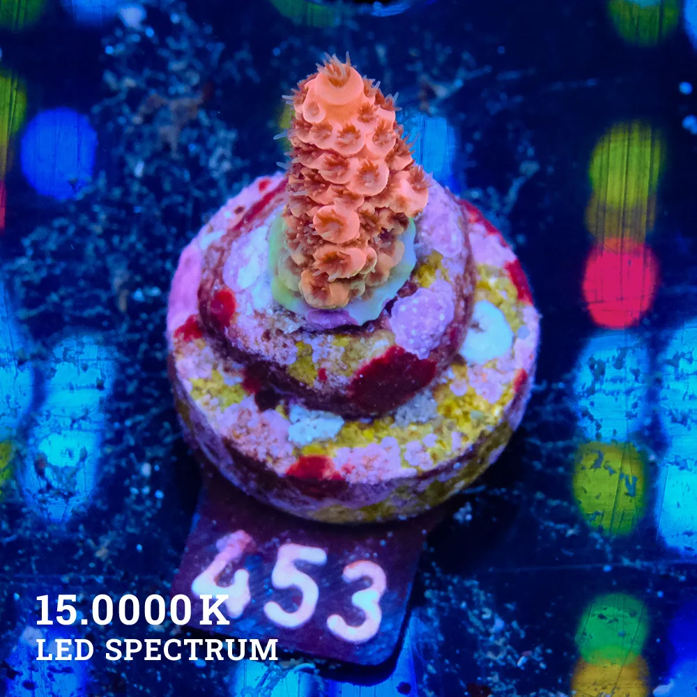 Acropora Millepora 'Orange' S
