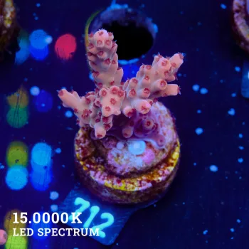 Acropora Sp.