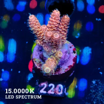 Acropora Millepora 'Orange'