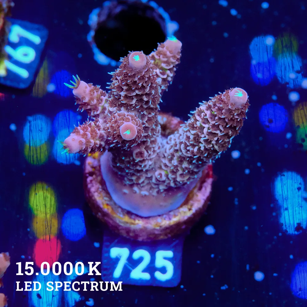 Acropora Millepora 'Dirty Purple'