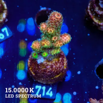 Acropora Millepora 'Rainbow'
