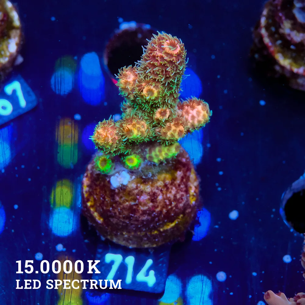 Acropora Millepora 'Rainbow'