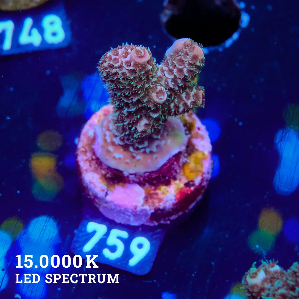 Acropora Millepora 'Dirty Purple'