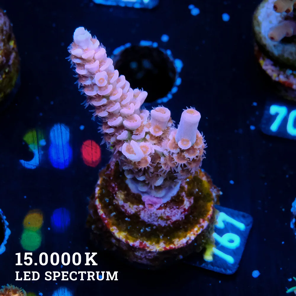 Acropora Tenuis