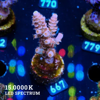 Acropora Tenuis