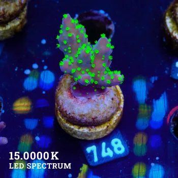 Acropora 'Tricolor'