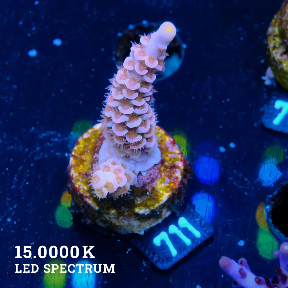 Acropora Tenuis