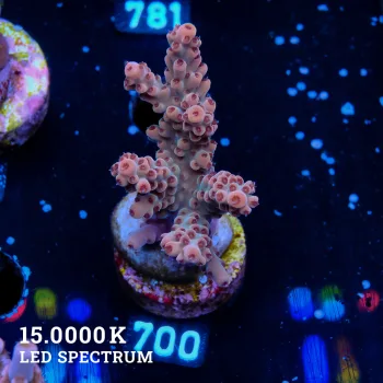 Acropora Sp.