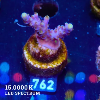 Acropora Valida