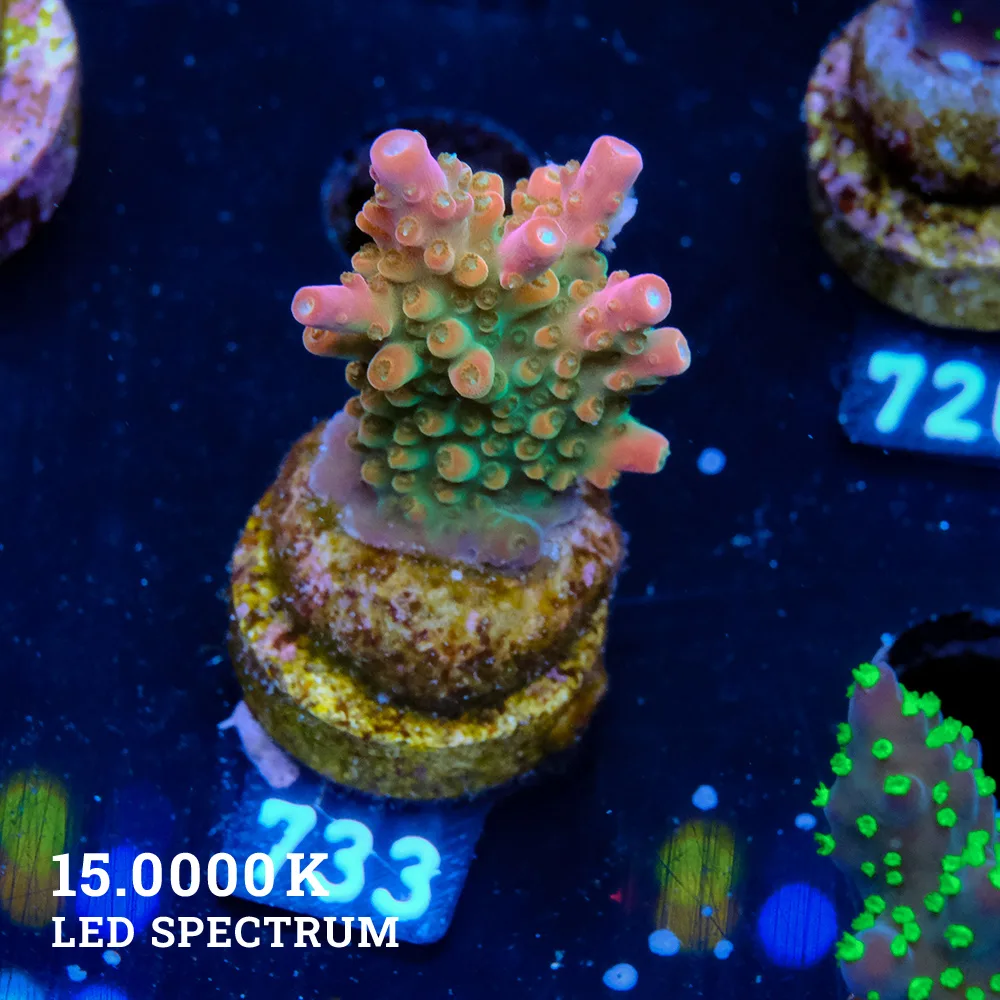 Acropora 'Rainbow Loom'