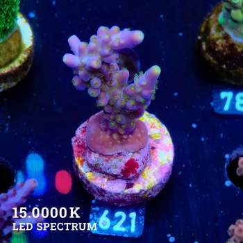Acropora Valida