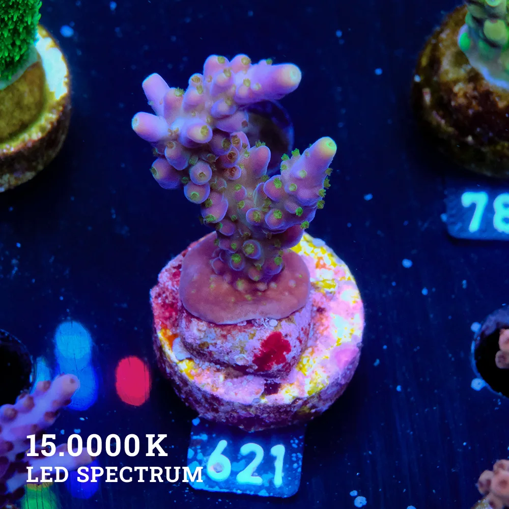 Acropora Valida