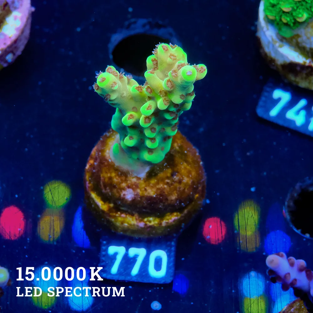 Acropora 'Dragons Breath'