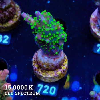 Acropora 'Tricolor'