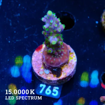 Acropora Valida