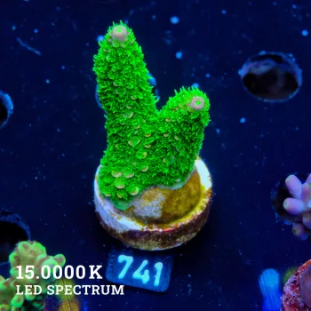 Acropora Specifera
