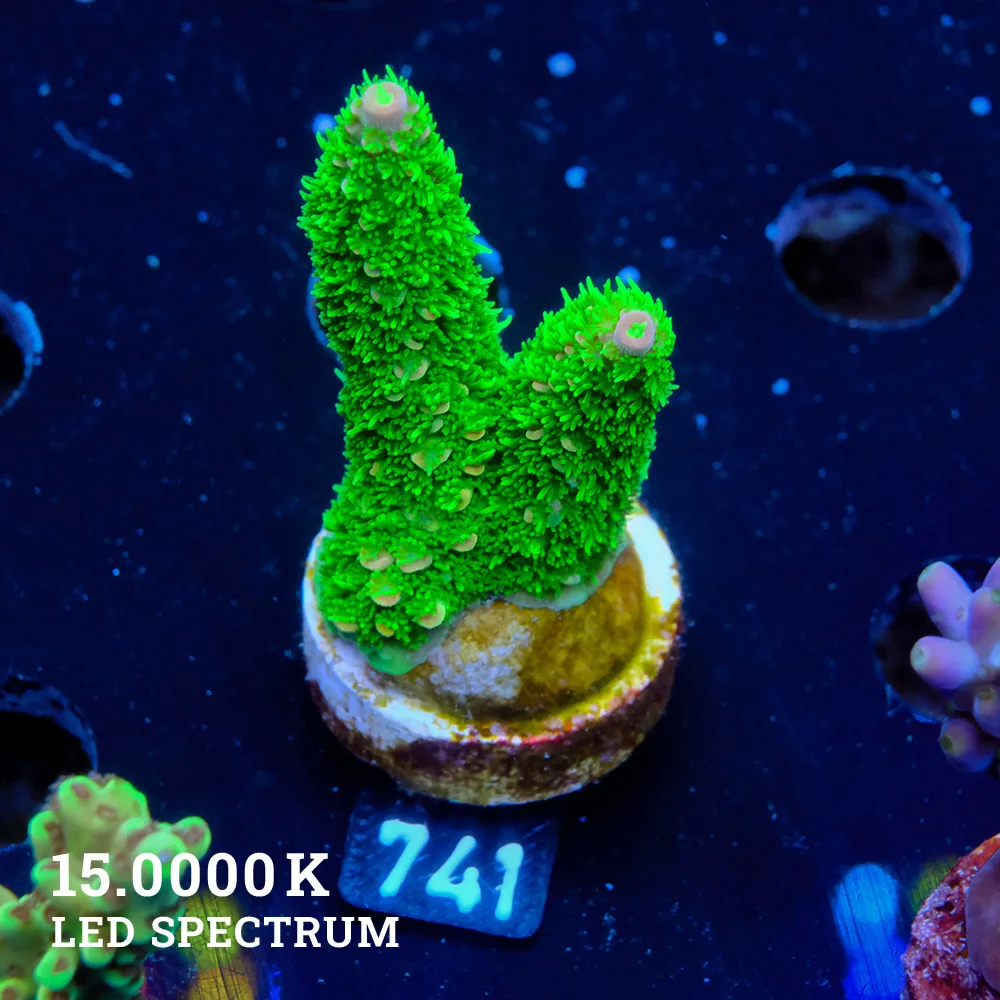 Acropora Specifera