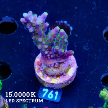 Acropora Valida