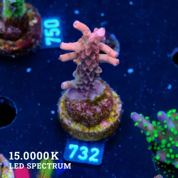Acropora Sp.