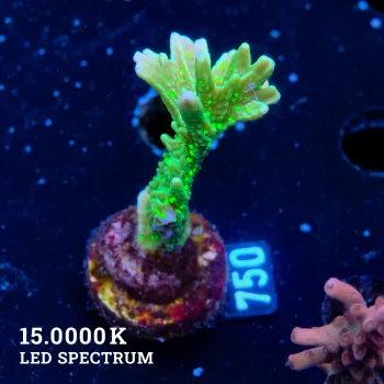 Montipora Hispida