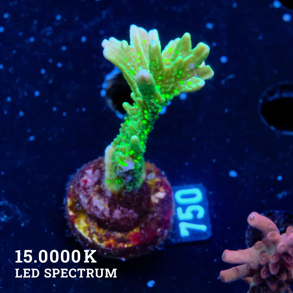 Montipora Hispida