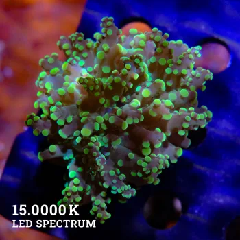 Euphyllia paradivisa