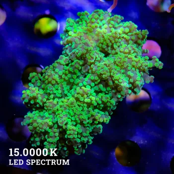 Euphyllia paradivisa