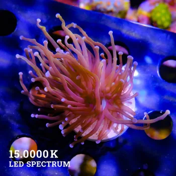 Euphyllia glabrescens