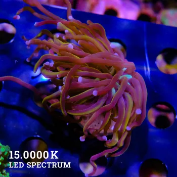 Euphyllia glabrescens
