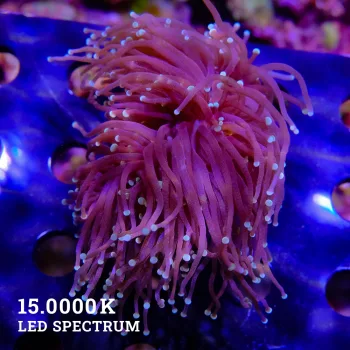 Euphyllia glabrescens