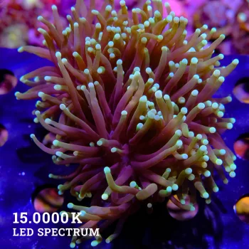 Euphyllia glabrescens