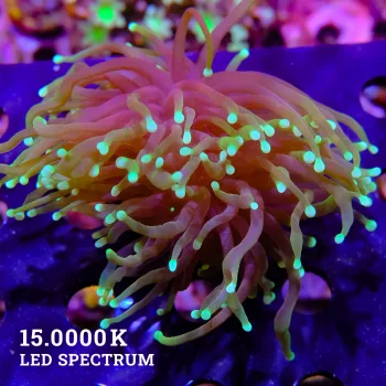 Euphyllia glabrescens