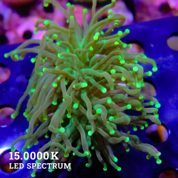 Euphyllia glabrescens