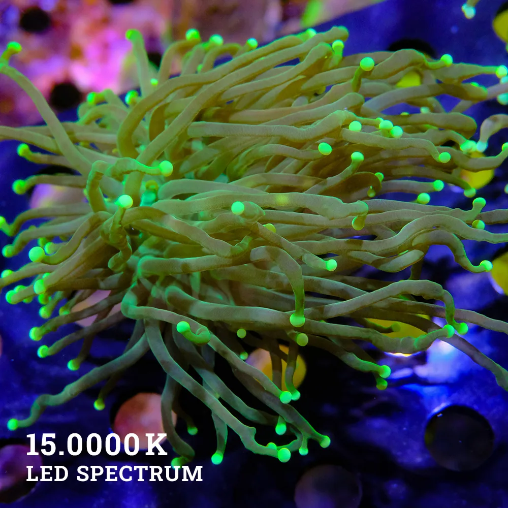 Euphyllia glabrescens