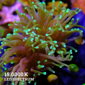 Euphyllia glabrescens
