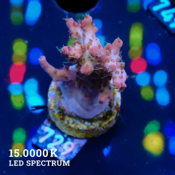Acropora 'Confetti'