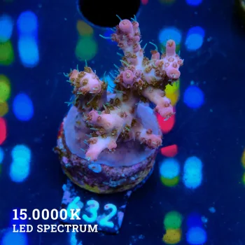 Acropora 'Confetti'