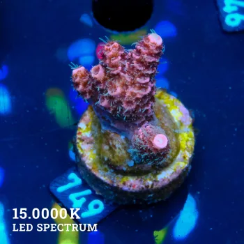 Acropora Millepora 'Pink'