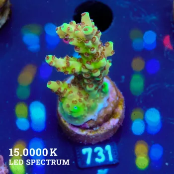 Acropora 'Dragons Breath'