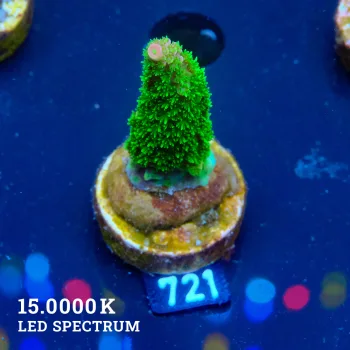 TK Tropica Blaze