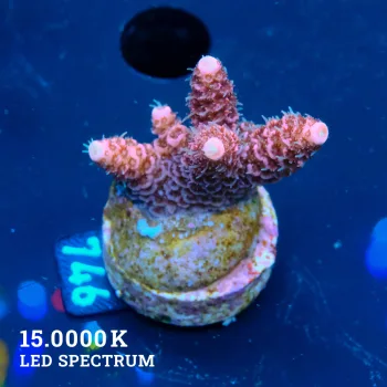 Acropora Millepora 'Pink'