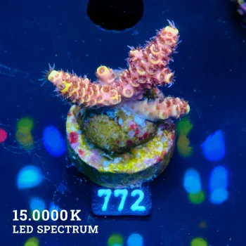 Acropora Millepora 'Pink'