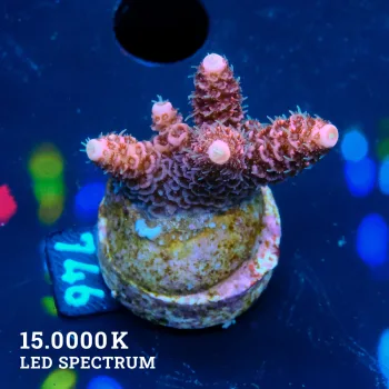 Acropora Millepora 'Pink'