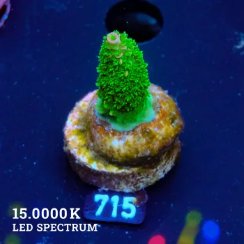 TK Tropica Blaze